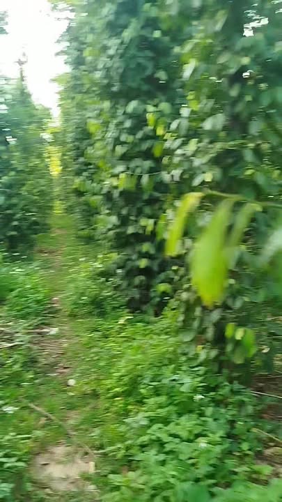 Đất thương mại dịch vụ tại Suối Đá, Đắk Lắk 8280m² giá 850 triệu - Pháp lý rõ ràng!