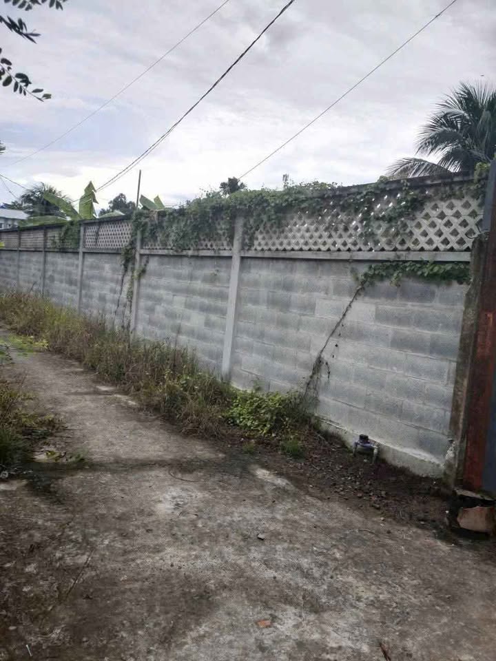 Đất nền Bến Tre 1979m² giá 5.541 tỷ - Bán gấp tặng nhà và dừa xiêm!