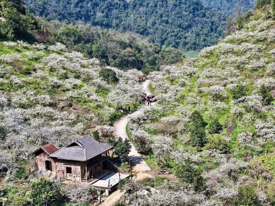 Đất nền Tiểu khu 6 Mộc Châu 216m² giá chỉ 2 tỷ - Đầu tư sinh lời ngay!