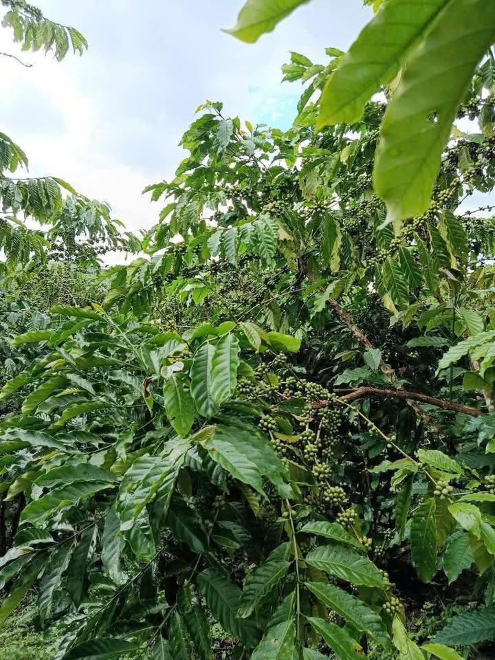 Mảnh vườn 1440m² tại Xã Nam Ninh, Đạ Huoai giá 2.8 tỷ - Đầu tư sinh lời ngay!