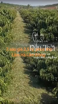 Đất Farm 7 sào tại Phúc Thọ, Lâm Hà - Giá chỉ 2.5 tỷ! Đường xá thuận tiện
