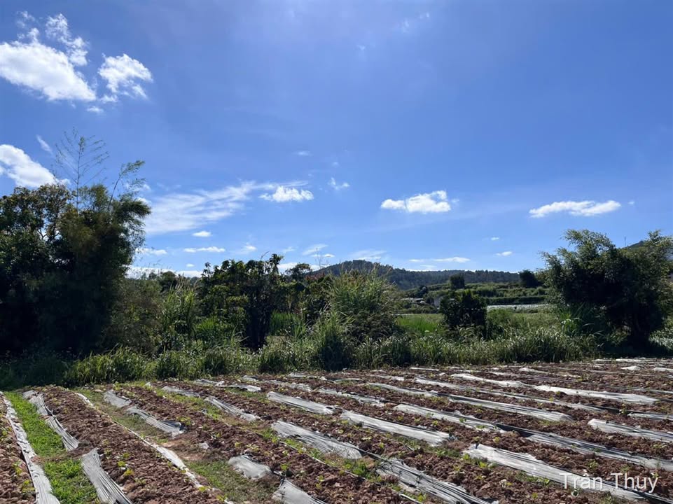 Đất nền nghỉ dưỡng tại Samten Hill, Đơn Dương 160m² chỉ 1.48 tỷ - Cơ hội đầu tư hấp dẫn!