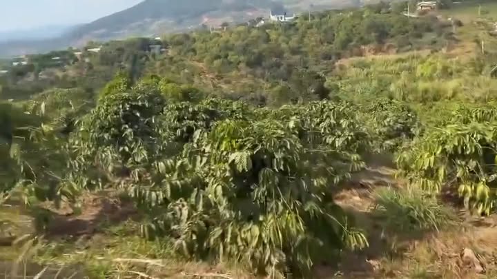 Đất nông nghiệp Đông Thanh, Lâm Hà 7486m² giá 16.2 tỷ - Quy hoạch full Đất ở