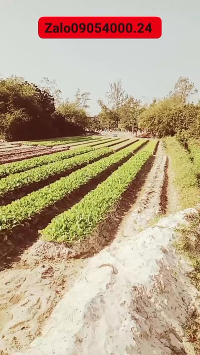 Đất biển BHK Thăng An, Quảng Nam 500m² giá 2 tỷ - Cách biển chỉ 2km!