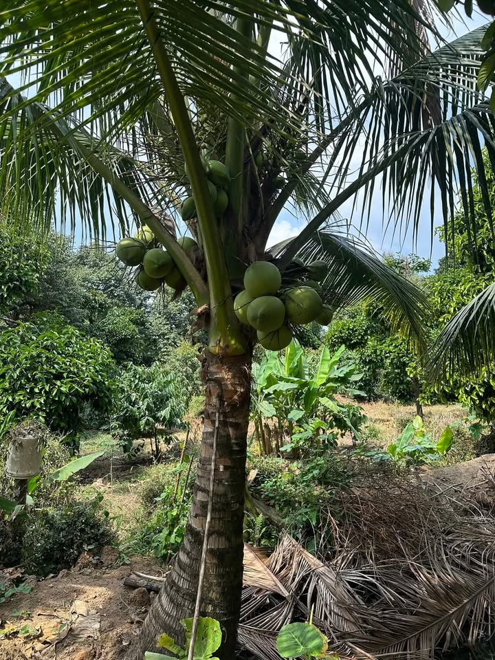 Đất Farm 4.000m² Phường Xuân Lập, Long Khánh - Giá 1.2 tỷ, Tiềm năng đầu tư cao!