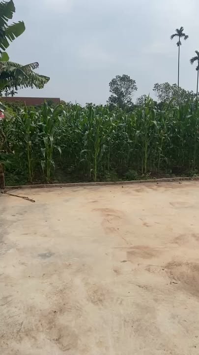 Đất nền xã Hà Đông, huyện Thanh Hà 200m² giá 500 triệu - Cơ hội vàng đầu tư!