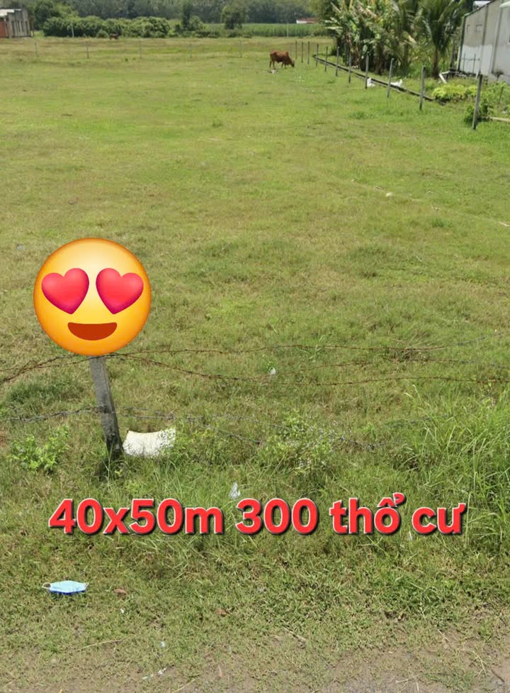 Đất nền Ấp Rộc B, Gò Dầu, Tây Ninh 2000m² giá 6 tỷ - Pháp lý rõ ràng, sổ hồng riêng!