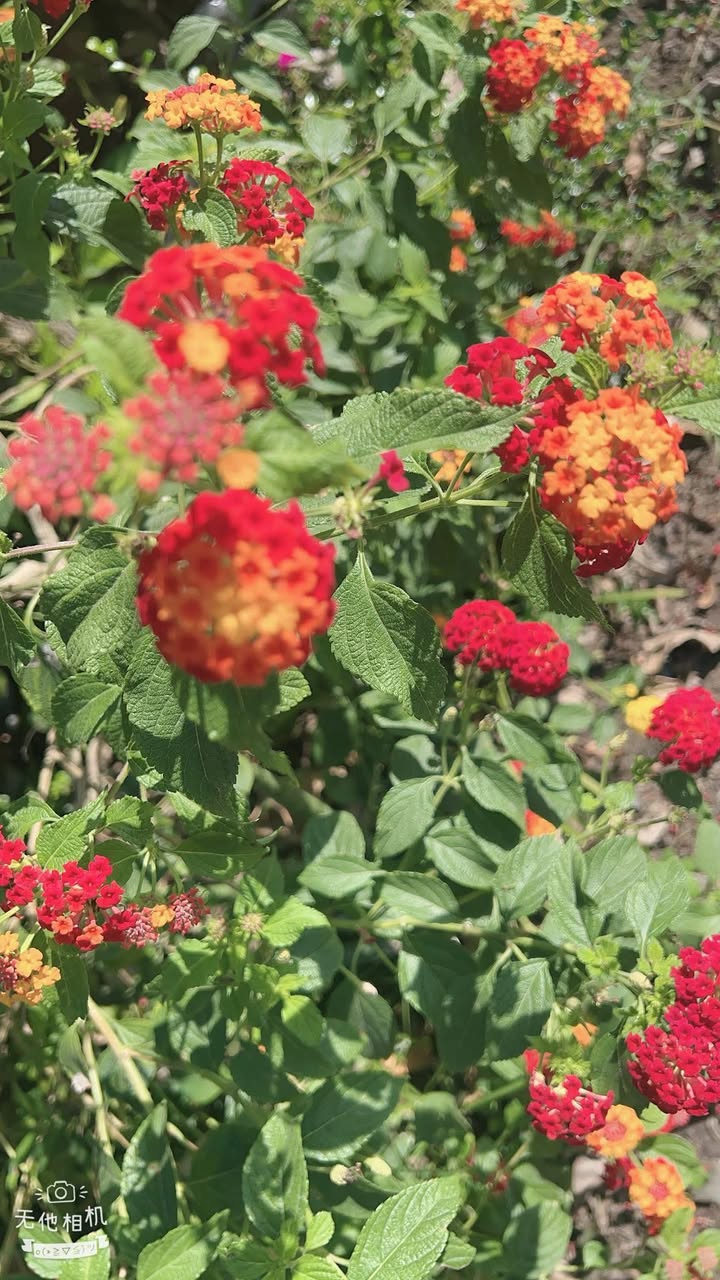 Đất nền 20.000m² tại Bình Chánh - Giá 600 triệu - Đường ô tô vào tận nơi!