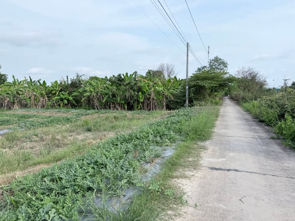 Đất vườn Cà Mau 810m² giá chỉ 750 triệu - Đầu tư tiềm năng và sinh lời!