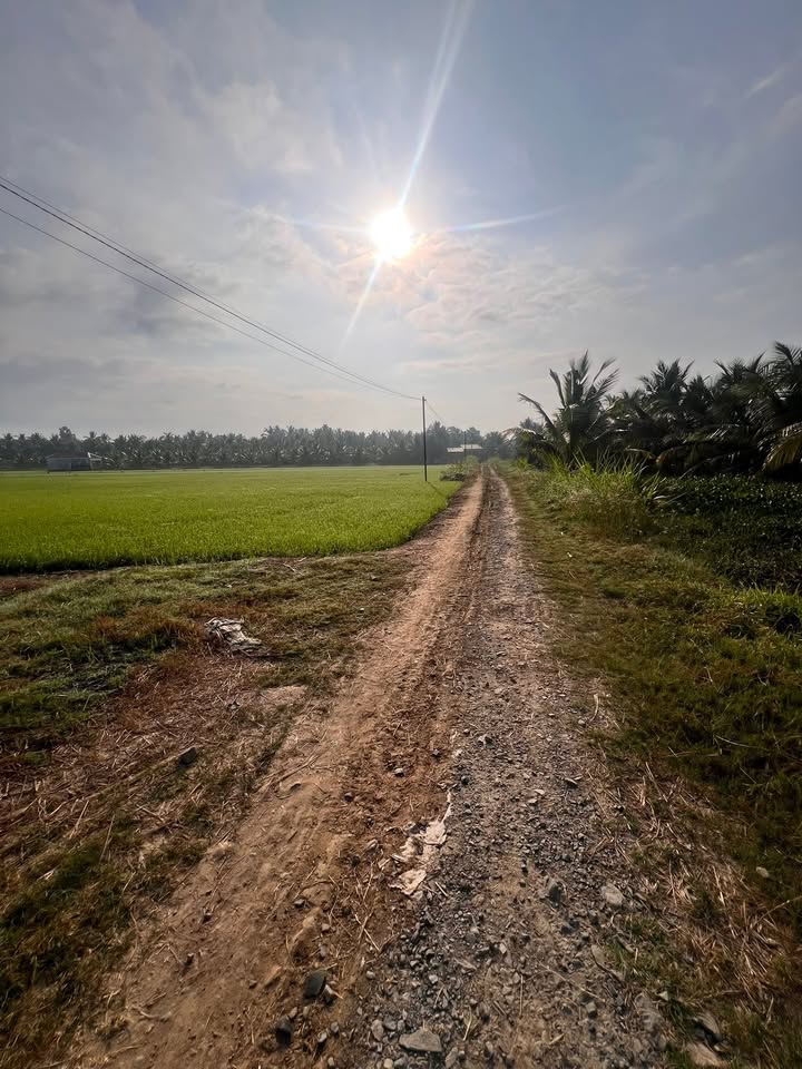 Farm 5.558m² tại Huyền Hội, Càng Long - Giá chỉ 1.389 tỷ - Tiềm năng đầu tư lớn!