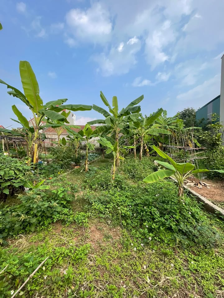 Đất nền Dũng Tiến, Thường Tín 54m² giá 4 tỷ - Đầu tư sinh lời ngay!