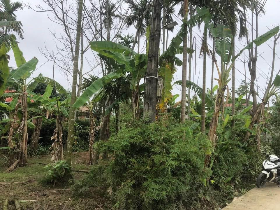 Đất nền Kim Long, TP. Huế 500m² giá 8 tỷ - Đầu tư sinh lời lý tưởng!