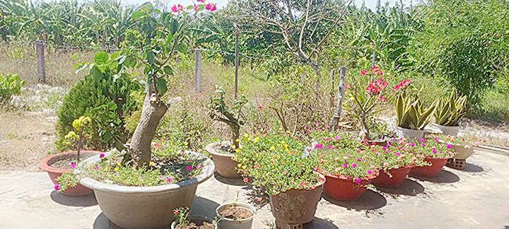 Đất thổ cư 80m² tại Hàm Mỹ, Bình Thuận - Giá 850 triệu - Di chuyển thuận tiện!