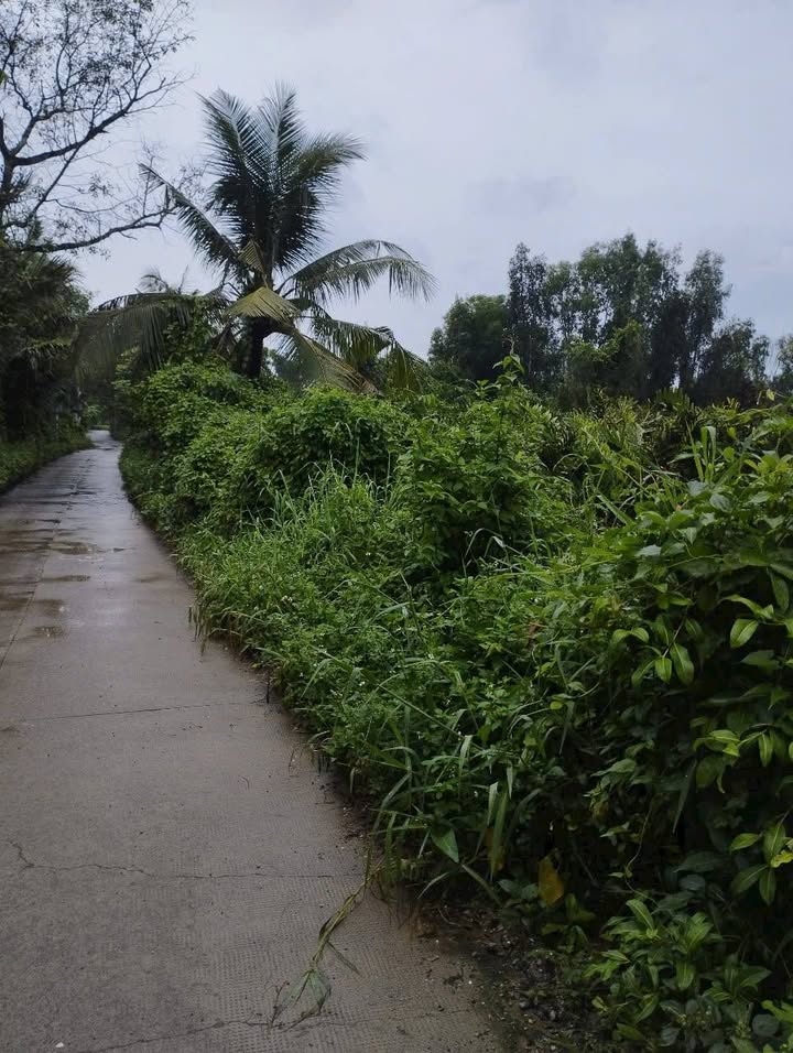 Bán lô đất mặt tiền đường số 9, phường Trường Thạnh, quận 9, 5000m² - Cơ hội đầu tư sinh lời!