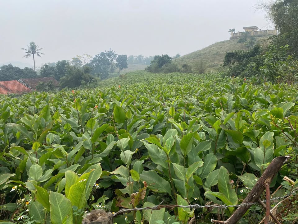 Đất ở Xã Ba Vì 150m² trong tổng 1800m² - Tiềm năng phát triển cao!