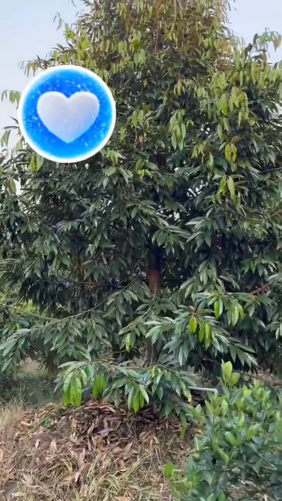 Farm cho thuê 52 gốc SR tại xã Long Khánh, Cai Lậy - Giá chỉ 550 triệu/năm!