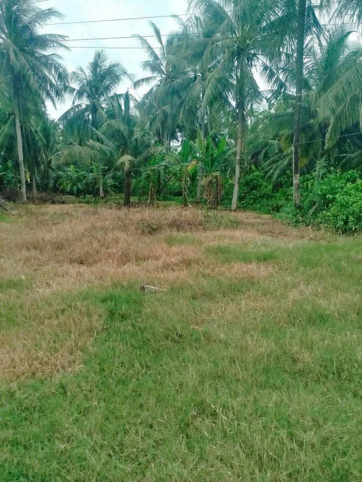 Đất vườn Lộc Hòa Vĩnh Long 275m² giá 470 triệu - Cơ hội đầu tư tuyệt vời!