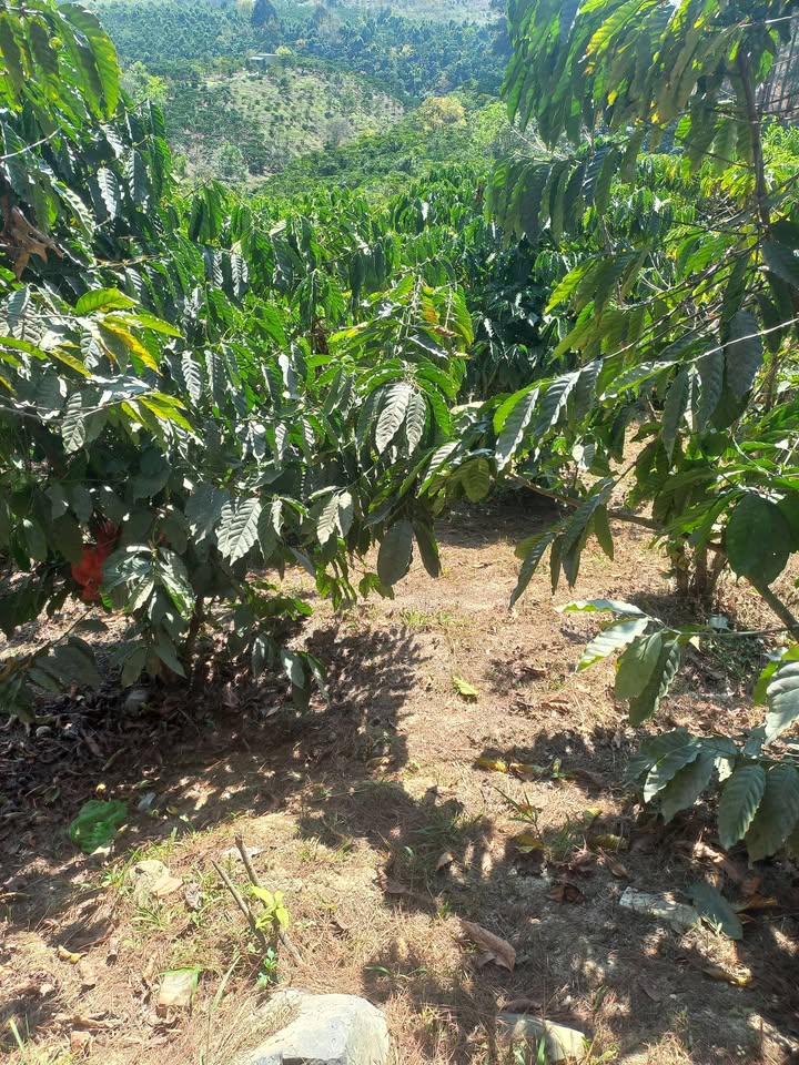 Đất nền 1,3 ha tại Phi Liêng, Đam Rông, Lâm Đồng - Chờ bạn đầu tư!