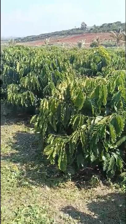 Đất nền xã Tân Hà 2520m² giá 2.5 tỷ - Sổ đỏ chính chủ!