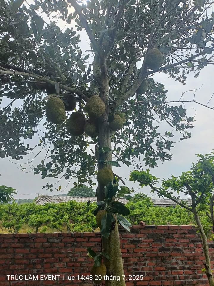 Đất nông nghiệp 8923m² Xã An Sinh, Đông Triều giá chỉ 2.4 tỷ - Cơ hội đầu tư tốt!