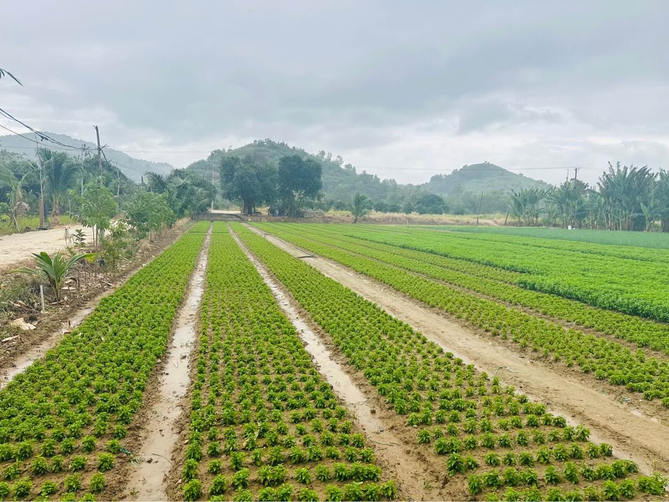 Đất nền mặt tiền Đường Dù Lượn, Vĩnh Hòa, 1535m² giá 3.377 tỷ - Phù hợp làm vườn