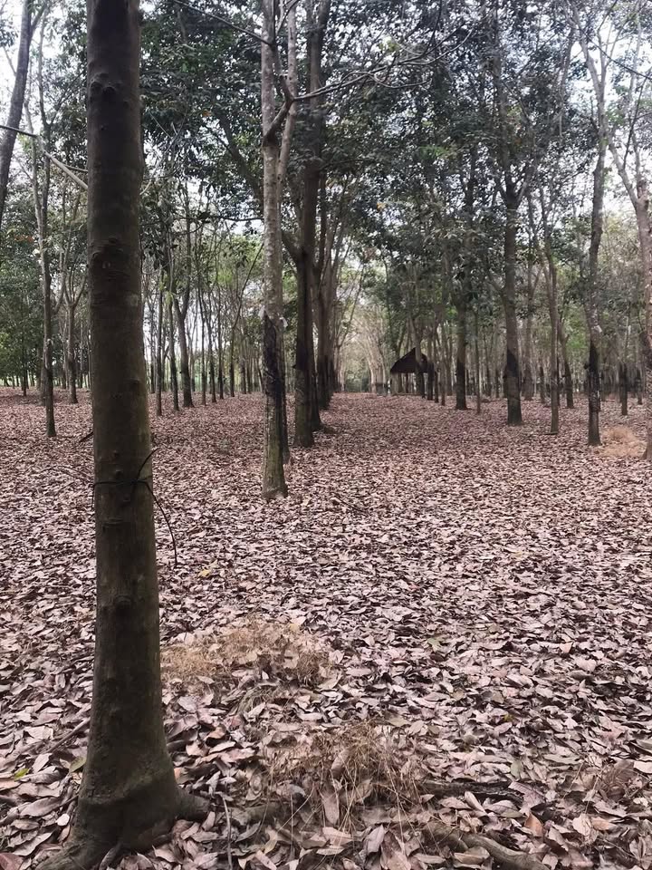 Đất cao su Xã An Phú, Củ Chi 2,4ha giá 8,2 tỷ - Cơ hội đầu tư hấp dẫn!