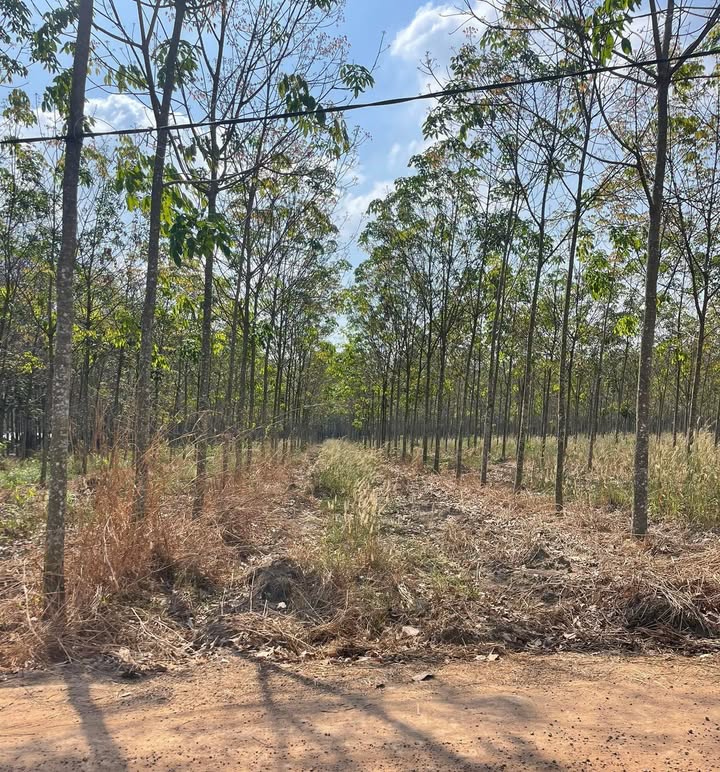 Đất nền 20.000m² đường Đỏ, Xã Phước Thạnh, Huyện Củ Chi - Cơ hội đầu tư sinh lời cao!