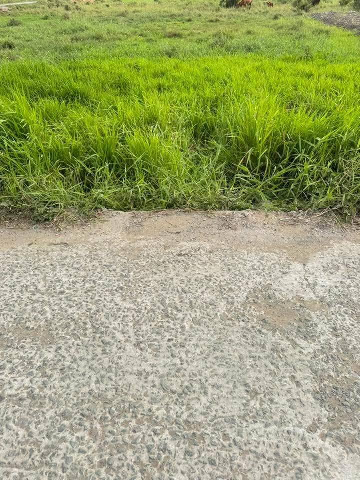 Đất thổ cư 145m² mặt tiền Phạm Văn Thê, Tân Trụ - Bán gấp 550 triệu!