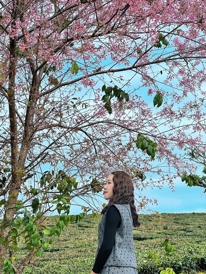 Đất rừng thông Bản Áng, Mộc Châu 200m² giá 3 tỷ - Cơ hội đầu tư sinh lời!