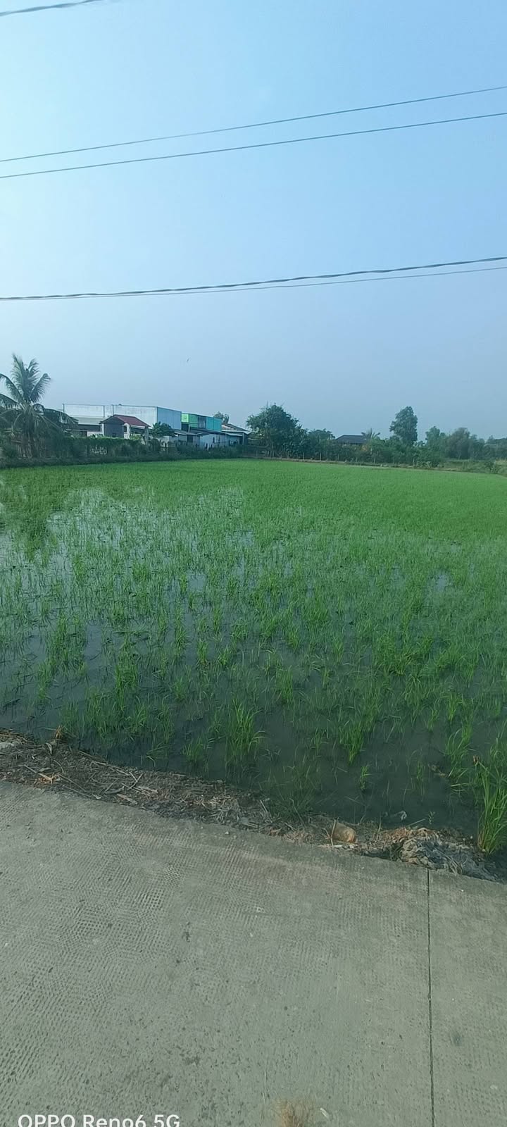 Đất nền 2600m² xã Phước Hậu, Cần Giuộc - Giá đầu tư hấp dẫn!