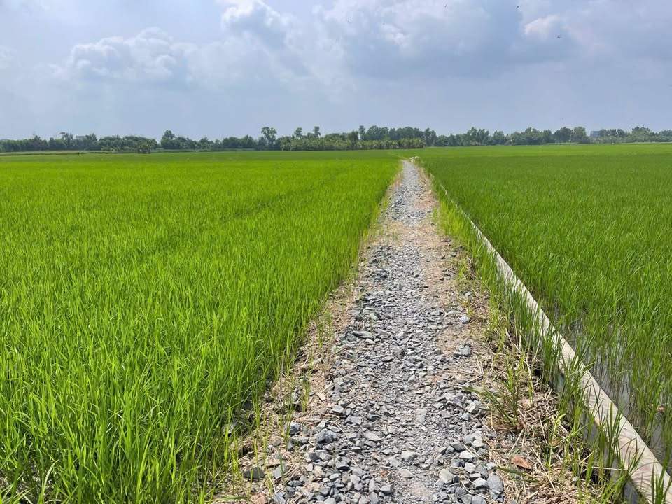 Bán đất lúa tại Xã Long Định, Huyện Cần Đước, 2800m² - Sổ hồng chính chủ, giá chỉ 1.96 tỷ