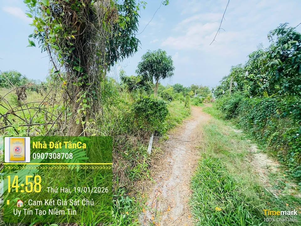 Đất vườn Xoài tại Xã Tân Phú, 3.055m² giá 500 triệu - Đầu tư sinh lời ngay!