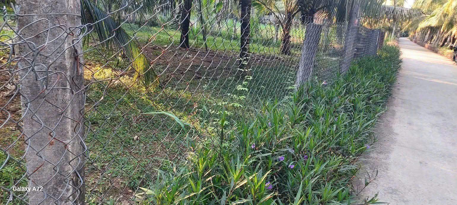 Đất mặt tiền xã Hưng Lễ, Giồng Trôm 989m² giá 800 triệu - Cơ hội đầu tư tuyệt vời!