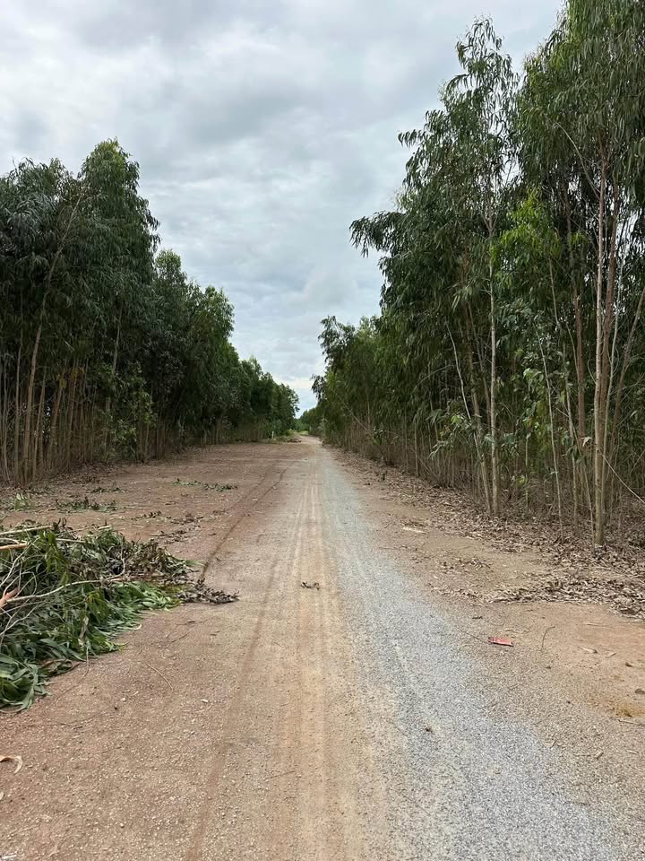 Đất lúa 70 công tại xã Bình Giang, Hòn Đất - Cơ hội đầu tư hấp dẫn!