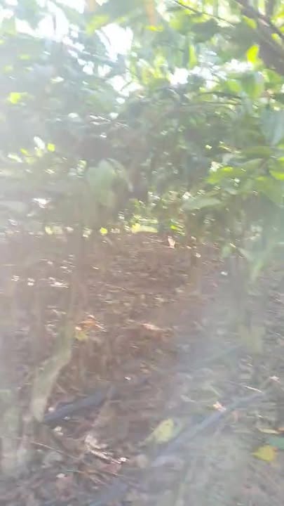 Đất Farm 80.000m² tại Đắk R'Măng - Giá chỉ 1.55 tỷ, cơ hội đầu tư tuyệt vời!