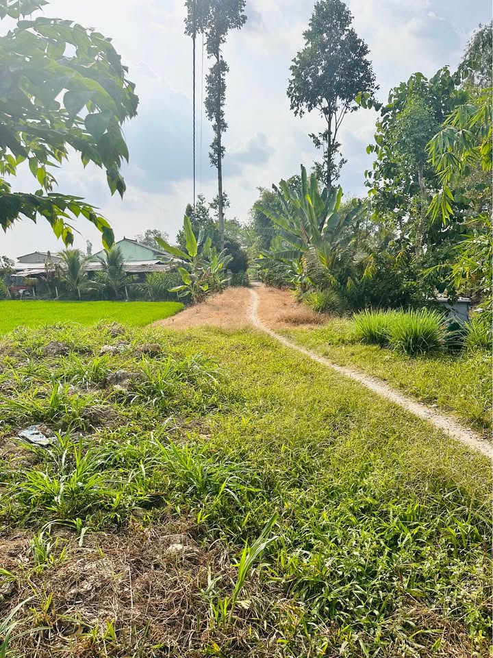 Đất vườn Long Thắng, Lai Vung 3738m² giá 1.25 tỷ - Cơ hội đầu tư lý tưởng!