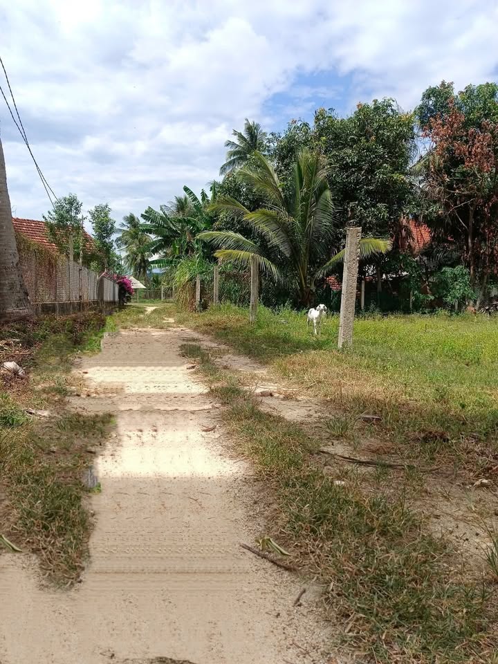 Đất nền liền kề Hội Sơn, Phù Cát 200m² giá chỉ 185 triệu - Cơ hội đầu tư hấp dẫn!