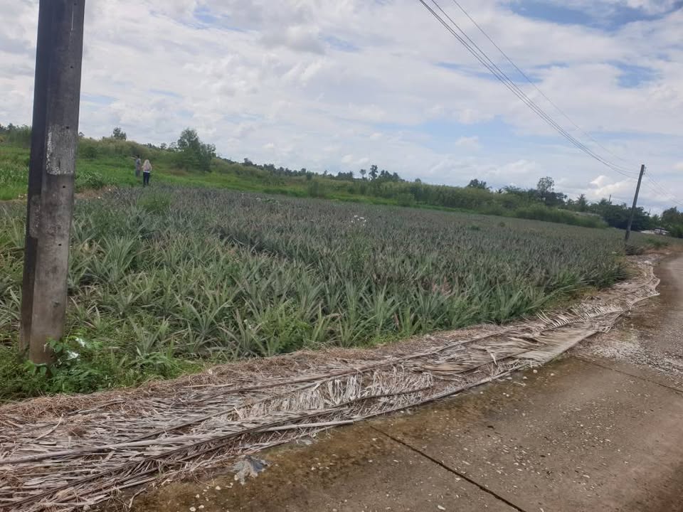 Bán đất nông nghiệp 20 công tại Hỏa Lựu, Vị Thanh, Hậu Giang - Giá thỏa thuận hấp dẫn!