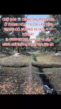 Farm 5 công sầu riêng tại Thanh Hòa, Đồng Tháp giá 6.5 tỷ - Cây tươi tốt, có bông
