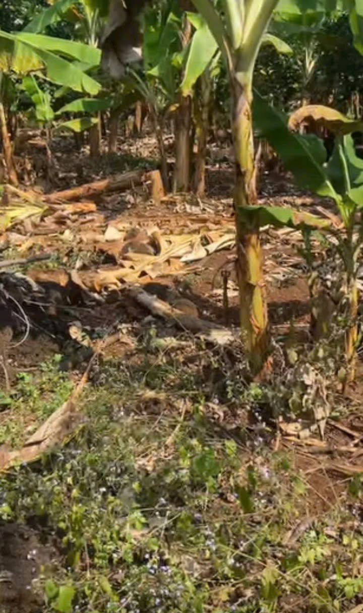 Đất nông nghiệp 7 sào tại Phú Lộc, Tân Phú, Đồng Nai giá 2.45 tỷ - Đầu tư sinh lời ngay!