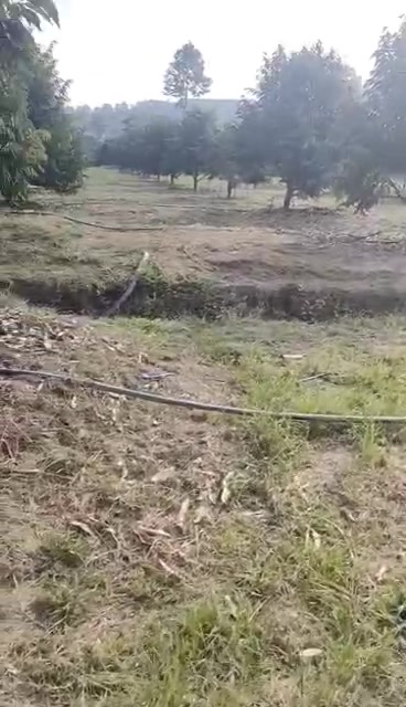 Đất Farm Sầu Riêng 8000m² tại Phú An, Tân Phú giá 3.1 tỷ - Cơ hội đầu tư sinh lời!