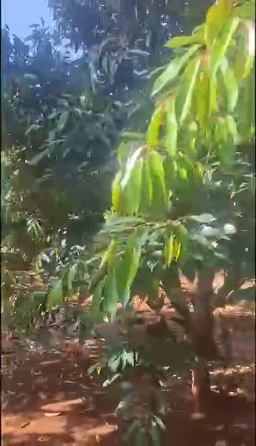 Farm Sầu Riêng 1,3 Héc tại Xã Ea Nuôl - Giá 13 tỷ - Đầu tư sinh lời ngay!