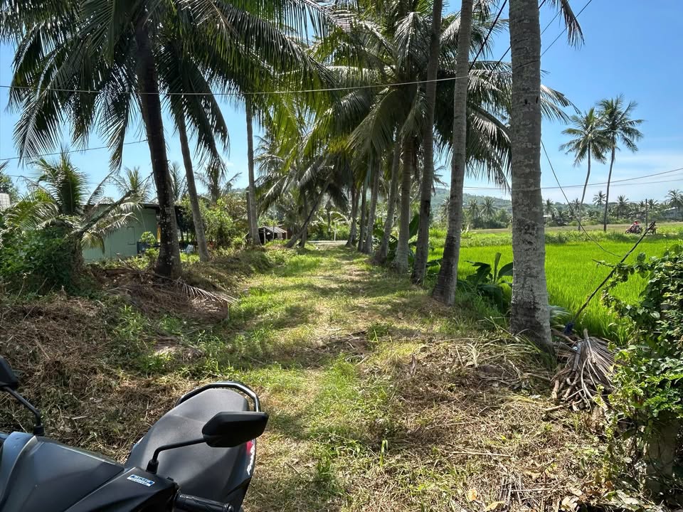 Đất nhà vườn Sông Cầu 551m² giá 1 tỷ - Đầu tư sinh lời ngay!