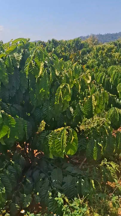 Đất nền 3000m² xã Phúc Thọ, Lâm Hà giá 2.3 tỷ - Sổ đỏ chính chủ!