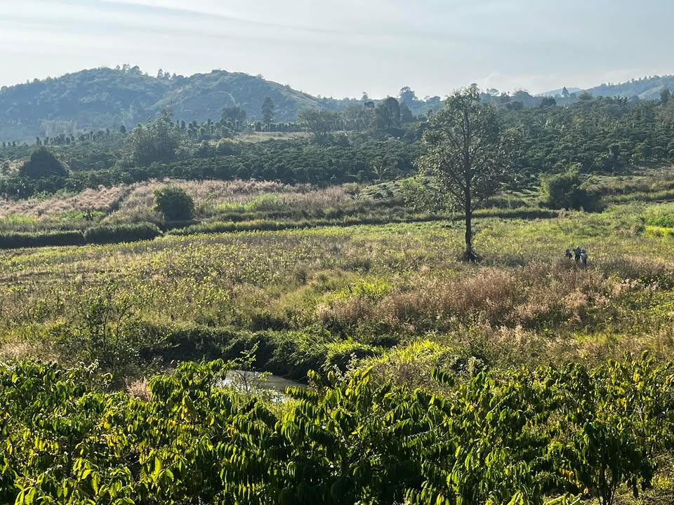 Farm 4,5 sào tại Buôn Chai B, Đắk Lắk giá 500 triệu - Đất trồng cà phê lý tưởng!