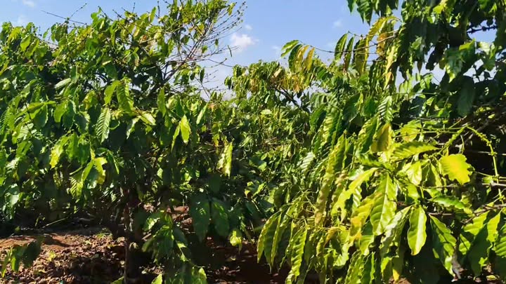 Farm 1,2ha tại Lơ Pang, Mang Yang, Gia Lai giá 2,25 tỷ - Sẵn sàng kinh doanh cà phê!