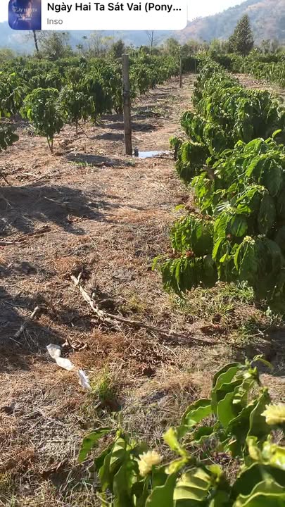 Farm 1.2ha tại Thôn 7, Xã Ia Nhin, Huyện Chư Păh - Giá 1.75 tỷ, đất màu mỡ!