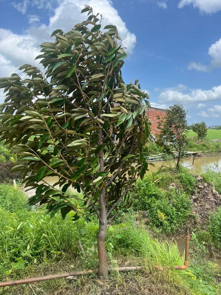 Farm sầu riêng Ri6 8 công tại xã Bình Hàng Trung, Đồng Tháp - Giá chỉ 2 tỷ