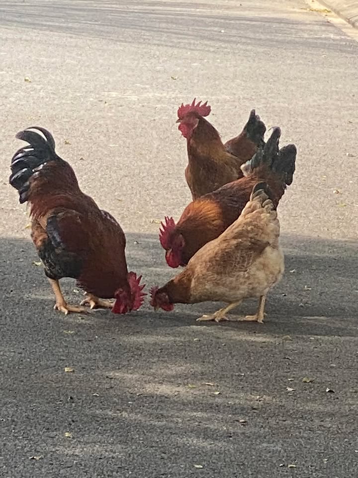 Nhà lầu trệt và dãy trọ KDC Thuận Giao 320m² giá 10 tỷ - Đầu tư sinh lời hấp dẫn!