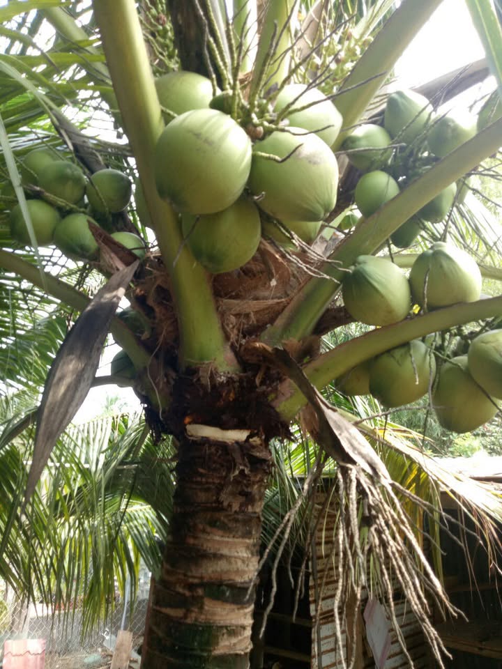 Nhà vườn Xã Trung Lập Thượng, Huyện Củ Chi 325m² - Đầy đủ nội thất, giá thương lượng!